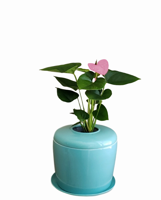 The Living Urn Indoors / Patio