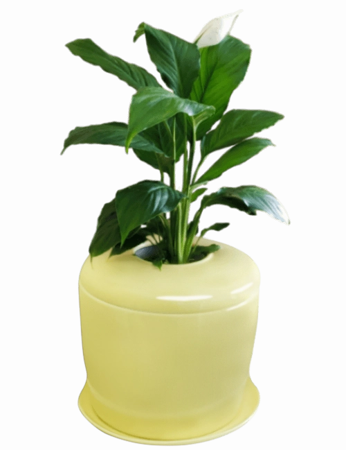 The Living Urn Indoors / Patio