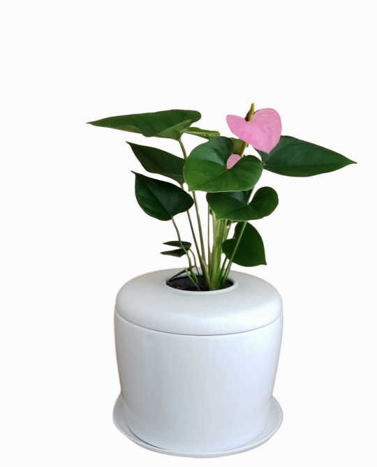 The Living Urn Indoors / Patio
