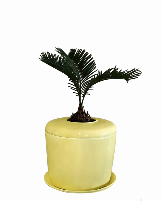 The Living Urn Indoors / Patio