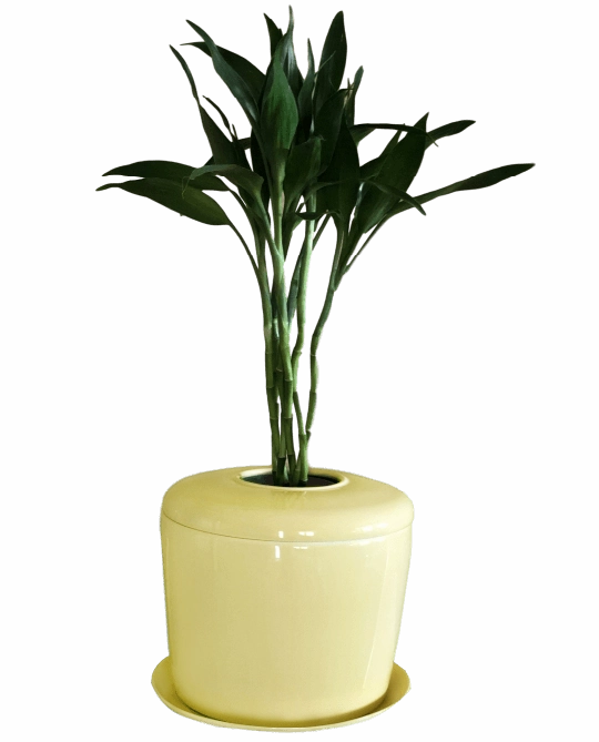 The Living Urn Indoors / Patio